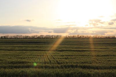 Scenic view of agricultural field against sky during sunset