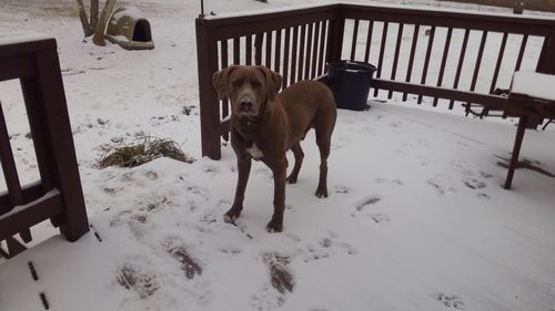 Dog on snow covered landscape