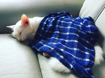 Cat sleeping on sofa