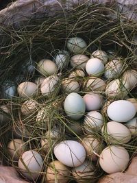 High angle view of eggs