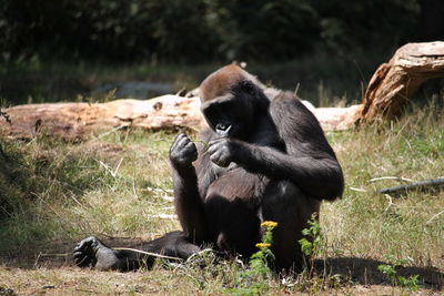 Gorilla sitting on a field and play with grass 