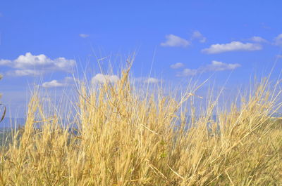 Scenic view of wheat field against sky