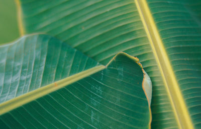 Close-up of leaf on plant leaves
