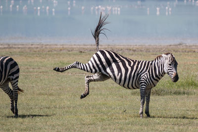 Zebras standing on grass