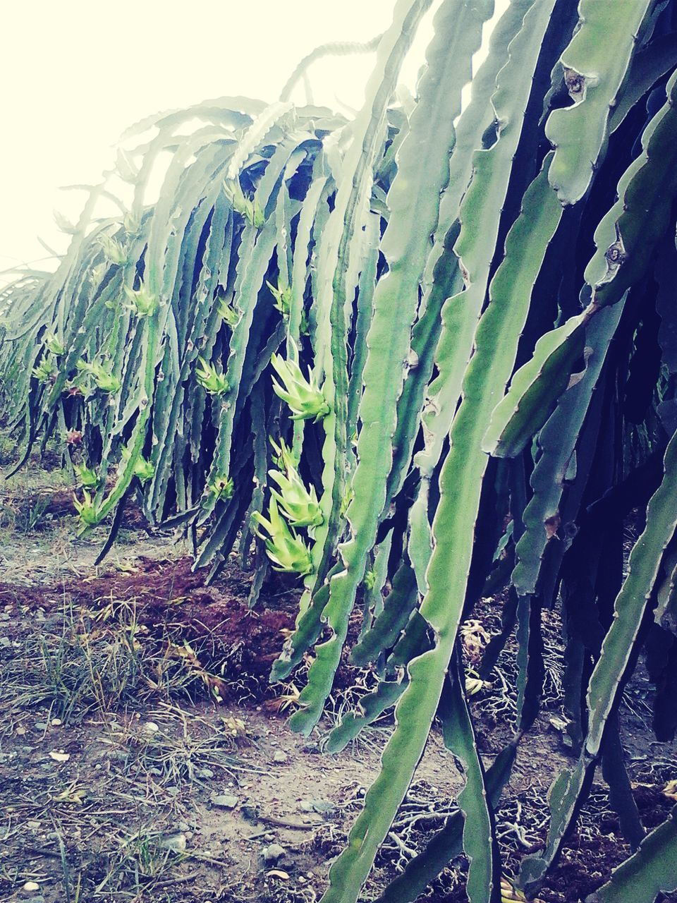 growth, plant, nature, cactus, growing, agriculture, leaf, close-up, beauty in nature, tranquility, green color, day, field, rural scene, outdoors, farm, thorn, sunlight, crop, no people