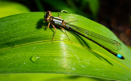 Close-up of insect on leaf dragonfly 