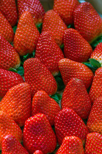 Fresh harvested strawberries background, concept of healthy eating vegan food. close up, selective