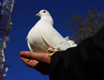 Low angle view of person hand holding bird against sky