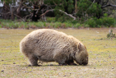 Wombat walking in a field