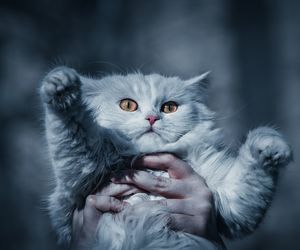 Portrait of cat on hand