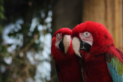 Close-up of parrot