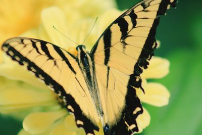 Close-up of butterfly perching on leaf