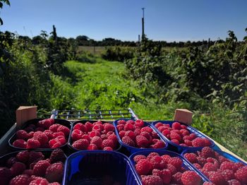 Red grapes in basket on field