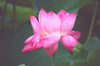 Close-up of pink water lily