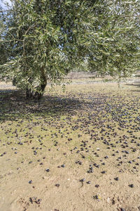 View of lizard on field