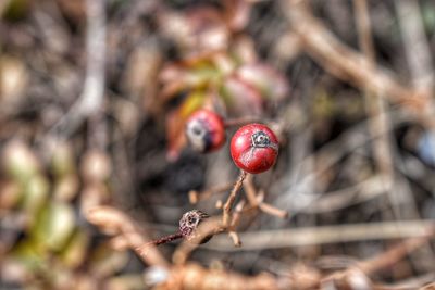 Close-up of red berries on plant