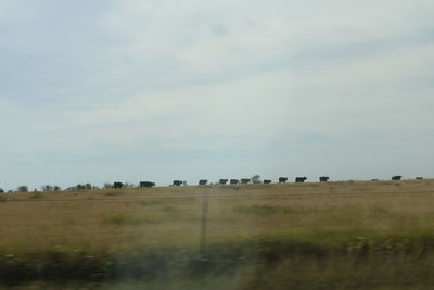 Sheep grazing on field against sky