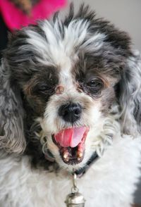 Close-up portrait of dog sticking out tongue