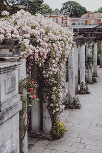 Flowering plants by building in city