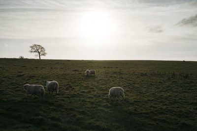 Sheep grazing on field against sky