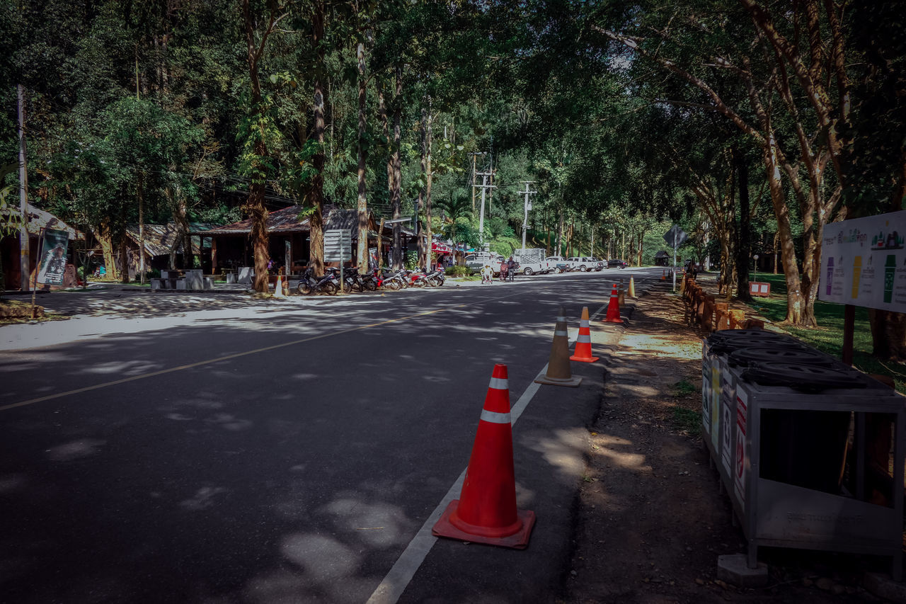 STREET AMIDST TREES IN FOREST