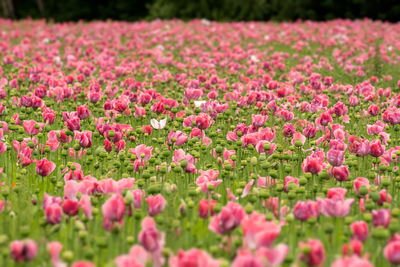 Close-up of pink flowering plants on field