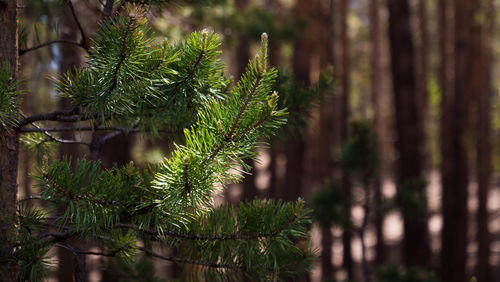 Close-up of pine tree