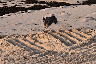 High angle view of dog running on beach