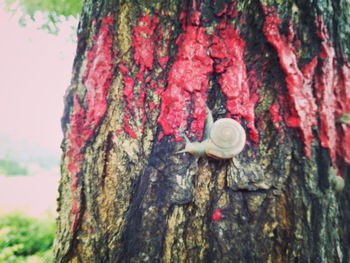 Close-up of animal on tree trunk