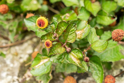 plant