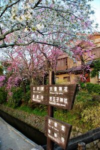 Pink cherry blossom on tree