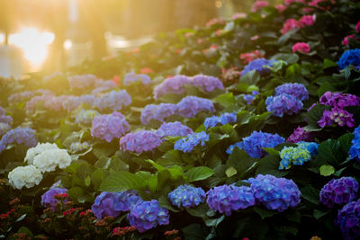 Close-up of purple hydrangea flowers