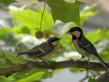 Bird perching on a tree