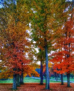 Trees in autumn