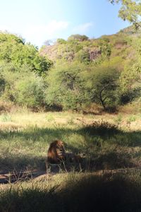 View of an animal on land