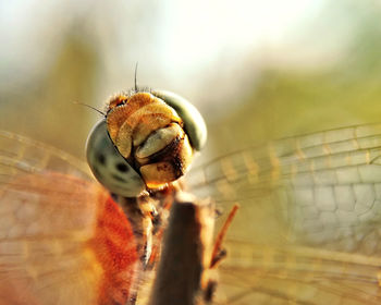 Close-up of spider