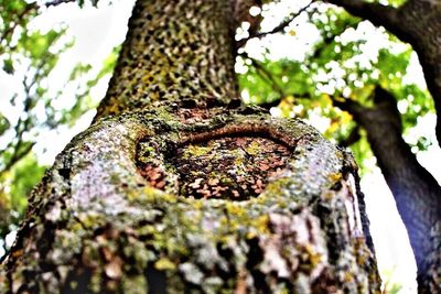 Close-up of tree trunk