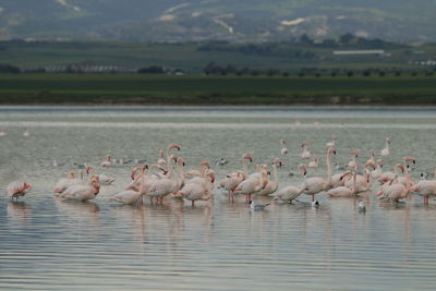 Flamingo birds in salt lake