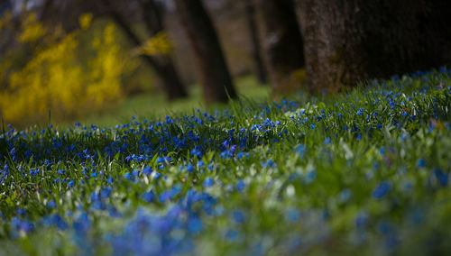 Close-up of flowers growing in field