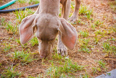 High angle view of deer standing on grass