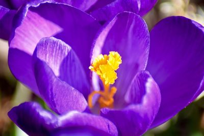 Close-up of purple crocus flowers