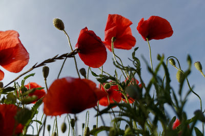 Low angle view of red flowers against sky