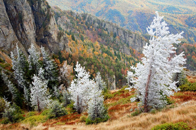 Scenic view of landscape