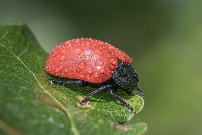 Close-up of ladybug on wet leaf