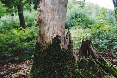 Close-up of tree trunk in forest