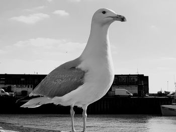 Seagull perching on a bird against sky