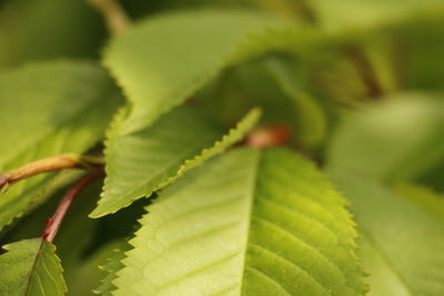 Close-up of fresh green leaf