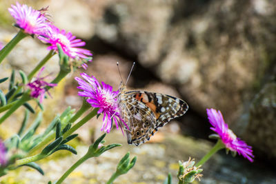 Close-up of butterfly on pink flower