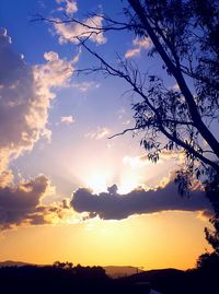 Silhouette of trees at sunset