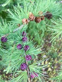 Close-up of pine cone on tree